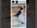 Seizure Detecting Cat Warns Owner with Bites! #FelineMedic