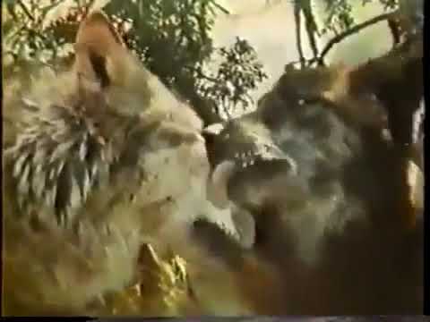Disney's Wonderful World 1979 Intro Opening - YouTube
