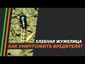 Хлебная жужелица на пшенице. Чем обрабатывать от жужелицы? 🐛🐛🐛