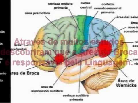 Afasia de Broca - YouTube