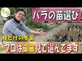 秋冬の大苗　いい株の選び方と植え替え解説