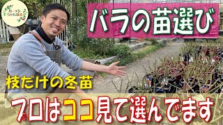 秋冬の大苗　いい株の選び方と植え替え解説