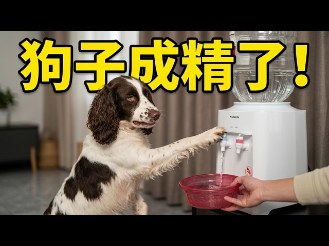 喜豆奶瘾大爆发！为了喝羊奶自己按饮水机，全流程自理动作太熟练了【喜豆喜洋洋】
