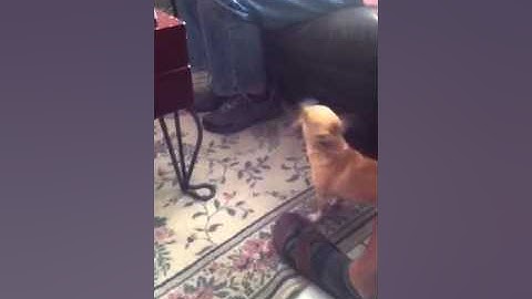 Funny ass Dog gose crazy 4 fox tail