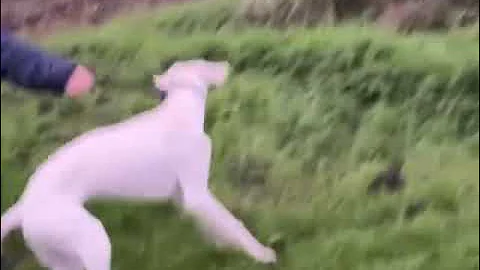 Candy hare coursing on the black land🐇🔥