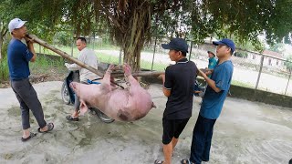 Bà nội bắt con lợn bạc về làm thịt - Grandma took the silver pig to make meat