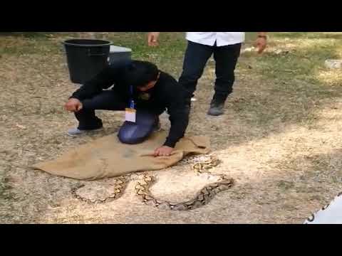 Catching a Giant Python |  The Toughest Challenge 4