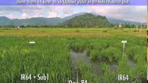 Time-lapse video shows flood tolerance in rice (40 seconds)