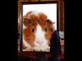 Una opera artistica strabiliante🐹😲