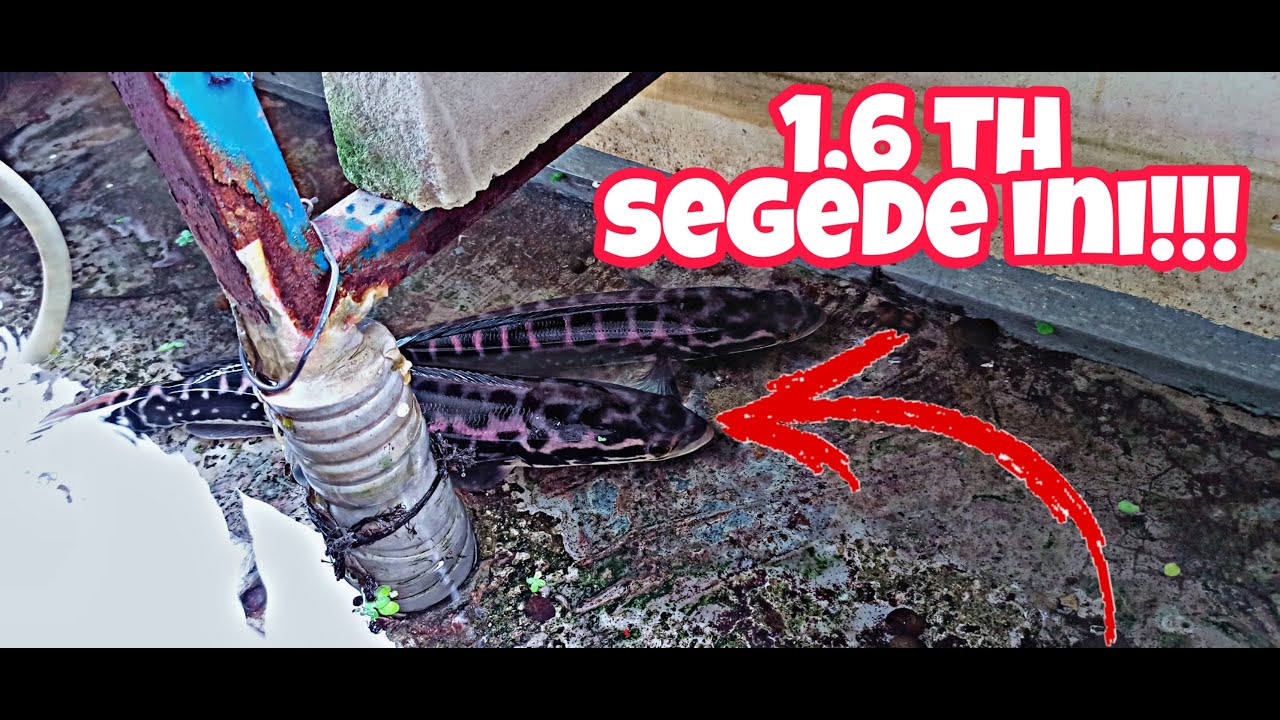 IKAN TOMAN MONSTER UMUR 1,6 TAHUN SUDAH TERLIHAT JELAS WARNA UNGU DI SISIKNYA