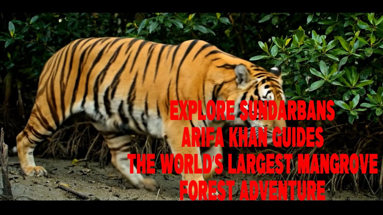 Explore Sundarbans Arifa Khan Guides the World’s Largest Mangrove ...
