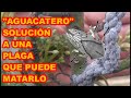 ÁRBOL DE AGUACATE, ESTE INSECTO PUEDE MATARLO , ¿CÓMO LO SOLUCIONÉ? 🥑🥑🥑 TIENES QUE VERLO