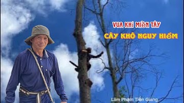 Quá nhiều nguy hiểm vua Khỉ Miền Tây leo Cưa những cây Sao chế.t Lâu năm