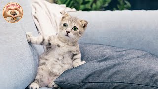 Cute Animals Compilation Funny and Cute Moment of the Part 54