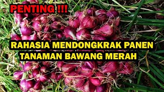 CARA MENGOPTIMALKAN TANAMAN BAWANG MERAH