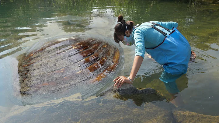 The girl touches the mutated river clam in the wild and feels the wonderful and precious wealth - DayDayNews