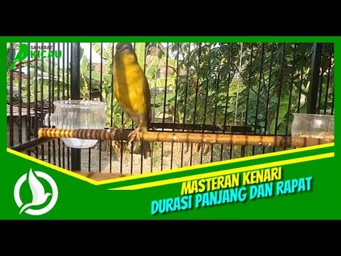 suara-kenari-gacor-durasi-panjang-dan-rapat---masteran-kenari-untuk-murai-batu