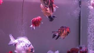 風也茂四尺金魚缸 20220614 6