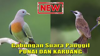 [NEW] Suara Panggil Gabungan Punai dan Karuang || Mix Punai Karuang