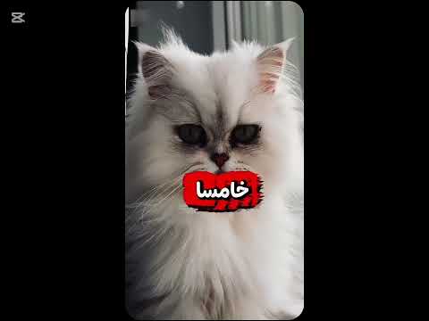 هل تساءلت يوما كم سيكون عمر قطك لو كان إنسان