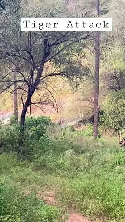 Tiger Attack Safari Tourists - India