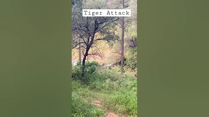 Tiger Attack Safari Tourists - India