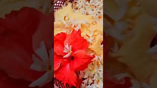 Jaya Radhe Jaya Krishna Jaya Vrindaban