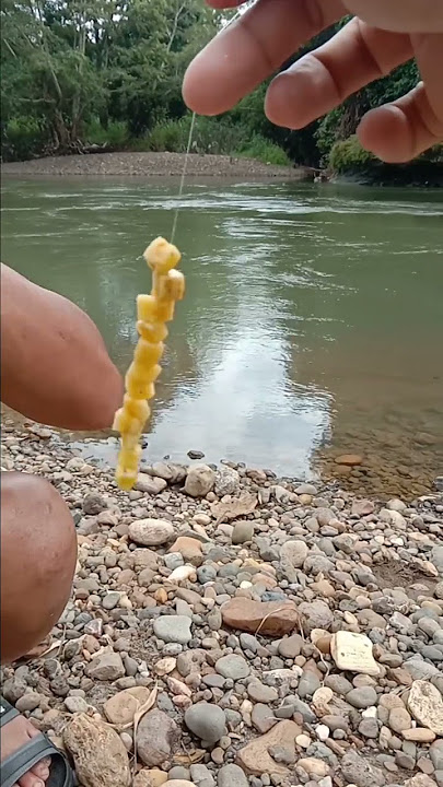 MANCING UMPAN PISANG TARGETNYA IKAN TAWES / LAMPAM.