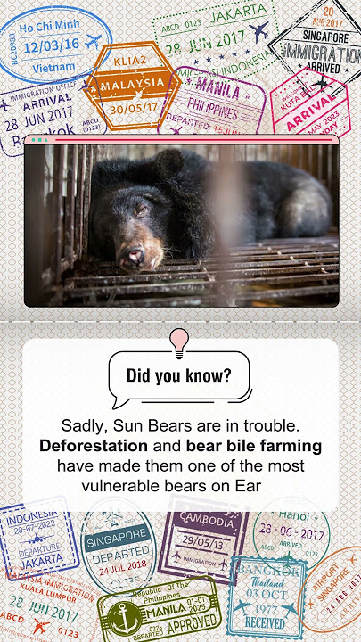 Animal Spotlight | Sun Bears