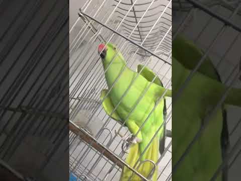 ببغاء درة متكلم يا الله يامحمد ياعلي السلام عليكم بسم الله الرحمن الرحيم