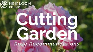 Roses for a Cutting Garden | Rose Recommendations