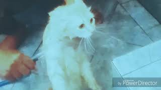 CARA MEMANDIKAN KUCING YANG TAKUT AIR