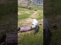Bound Woman Attacked by Cougar — Snake Becomes Hero!#shorts #shortsfeed #gaming