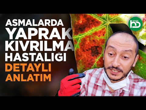 Video: Patates Leafroll Nedir: Patates Leafroll Virüsü Olan Bitkiler Hakkında Bilgi