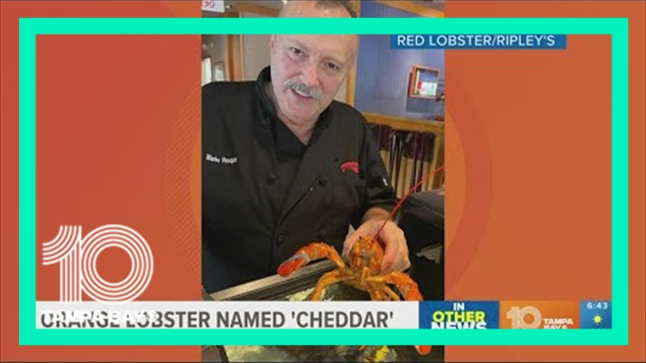 Meet Cheddar: Red Lobster workers rescue rare orange lobster