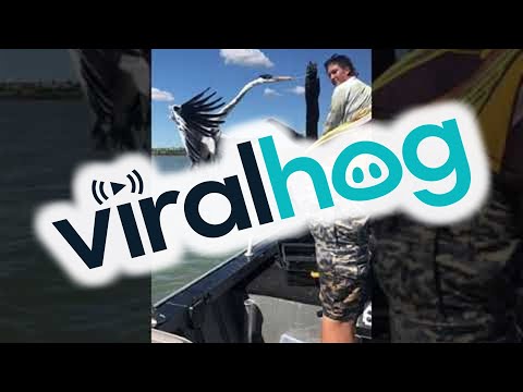 Rescuing a Heron Hanging From a Tree || ViralHog