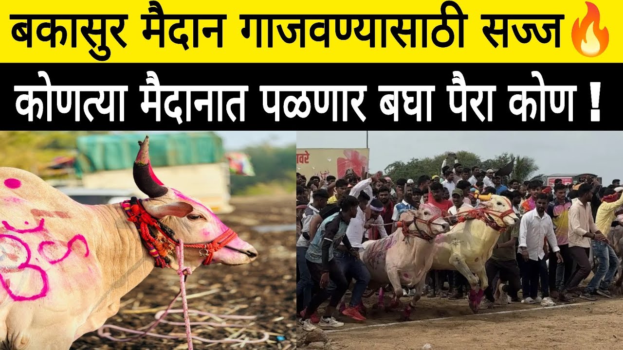 सर्वांचा लाडका बकासुर मैदान गाजवण्यासाठी सज्ज 🔥 कोणत्या मैदानात पळणार आहे बघा व्हिडिओ पैरा कोण 