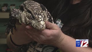 Exotic Lizard Found Buried Under Snow In Providence