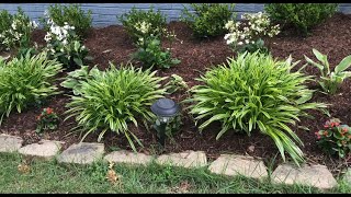 Front Yard Landscaping Makeover |Adding Curb Appeal to Your Home | Boxwood Winter Gem | Hydrangea