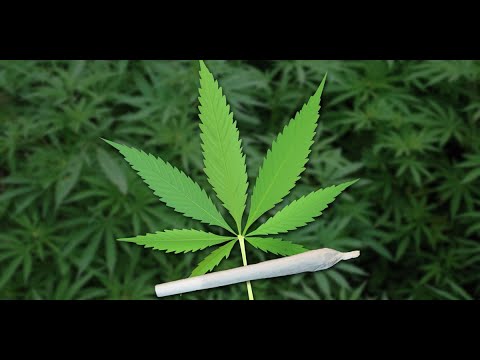 მარიხუანას ეფექტი