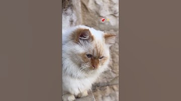قران كريم (اجمل صوت)_عبدالرحمن مسعد