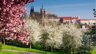 Цветущая Прага (прогулка)