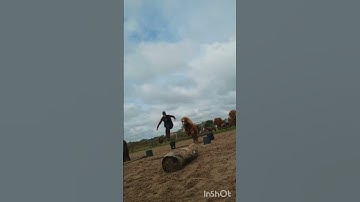 She did fantastic as always😚💅 #horsemanship #horse #theartofhorsemanship #equestrian #bitless