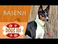 Dogs 101 - BASENJI - Top Dog Facts About the BASENJI の動画、YouTube動画。