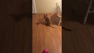 Training a 3.5 month Pitbull/RottWeiler to sit and stay