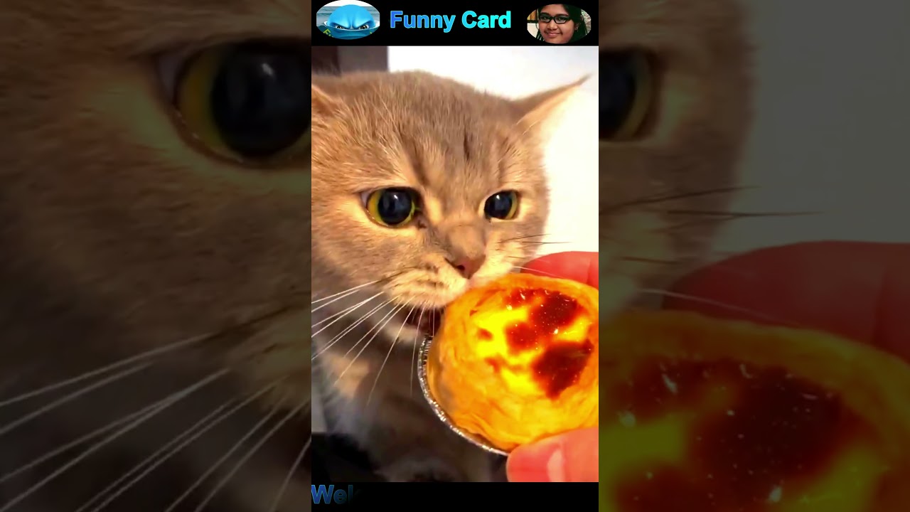 cat funny videos 