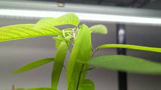 Codariocalyx motorius moving in real time