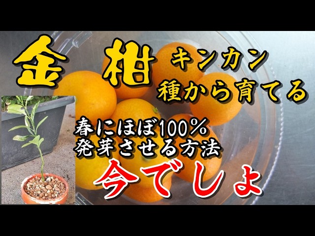 Growing Kumquats from Seeds] Now's the time! A method to get