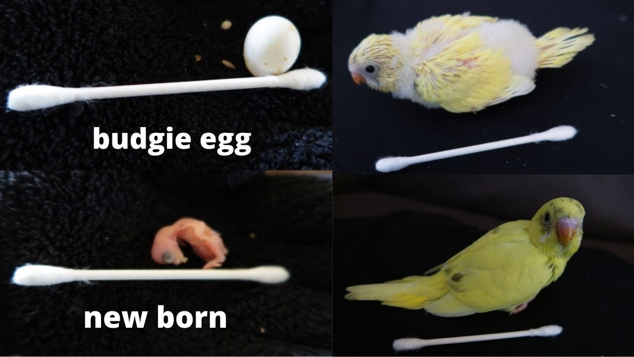 Budgie growth stages / first 26 days YouTube