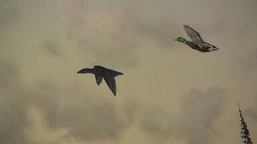 A Few Ducks acrylic painting by Tim Gagnon Lessons available at http://www.timgagnon.com